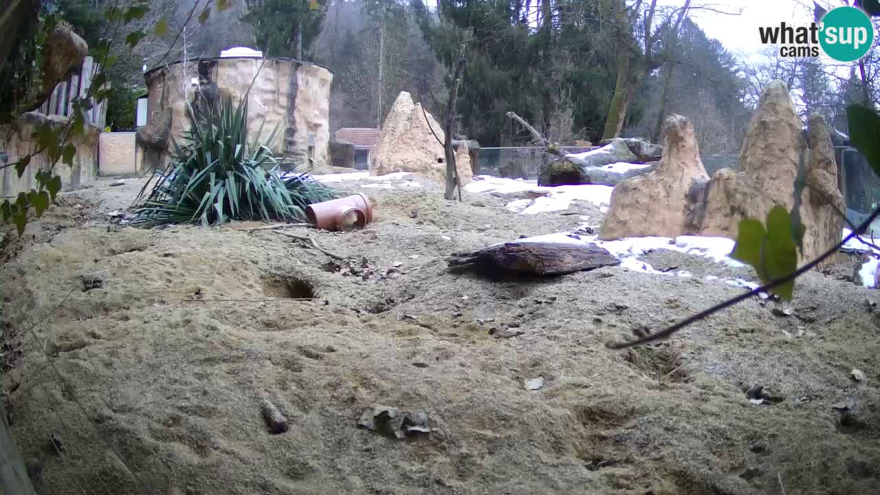 Live cam Zoo Ljubljana – Erdmännchen