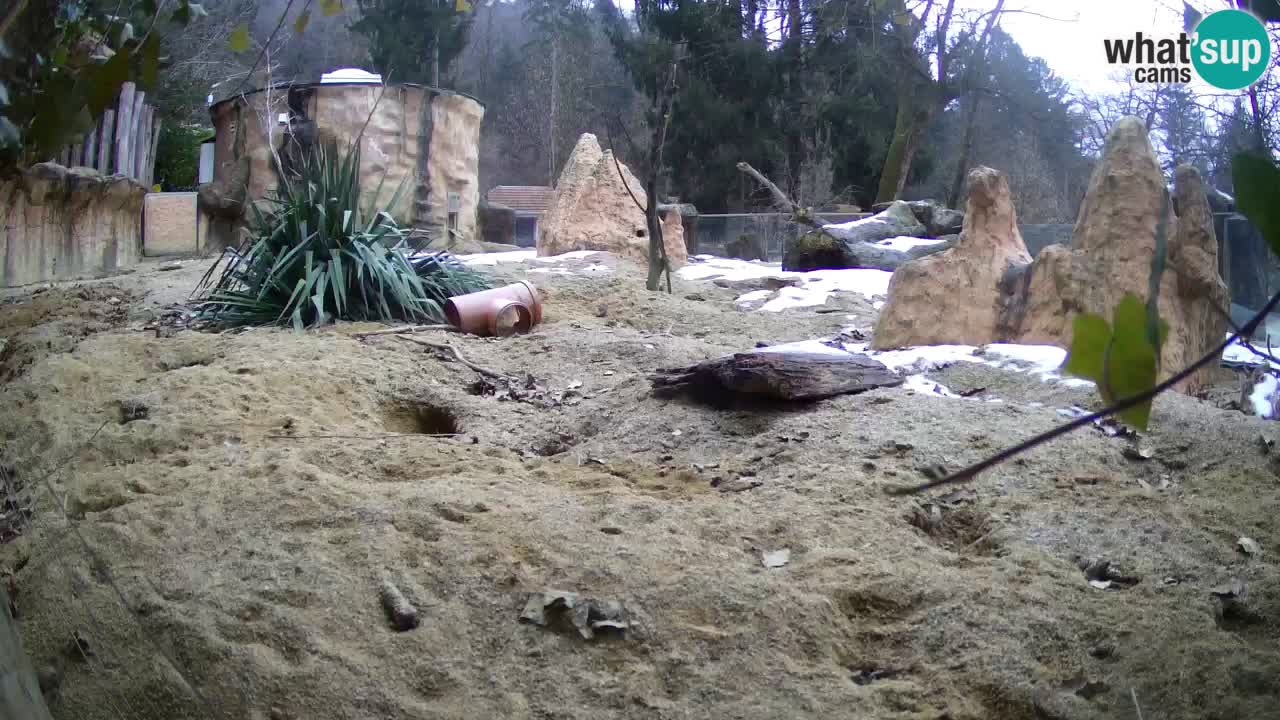 Webcam live Zoo Ljubljana – Suricata