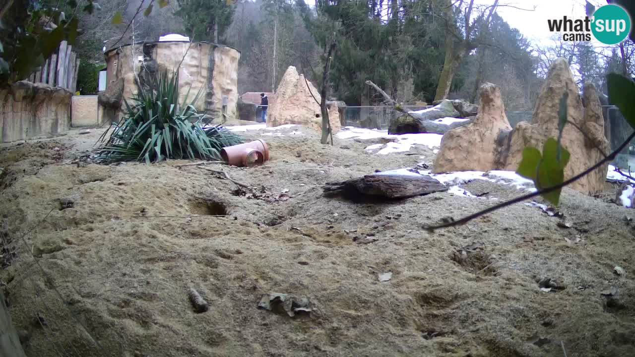 Live cam Zoo Ljubljana – Erdmännchen