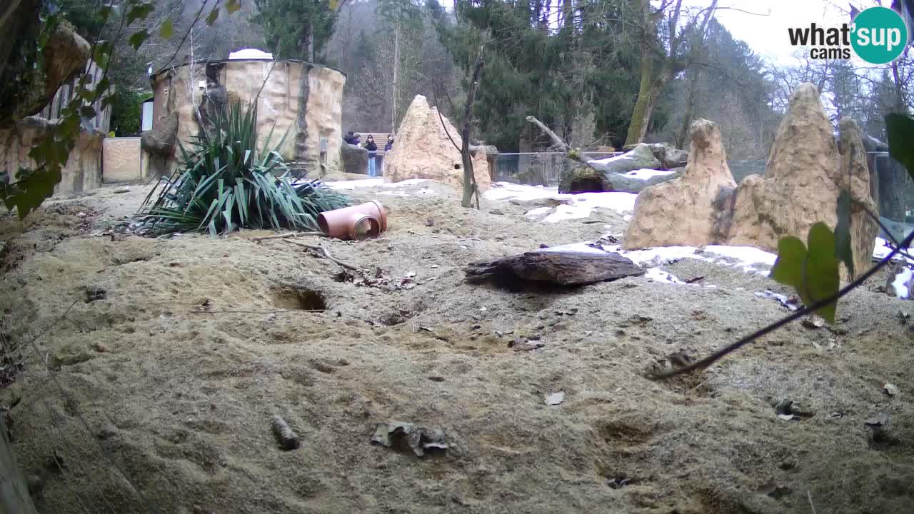 Live cam Zoo Ljubljana – Erdmännchen