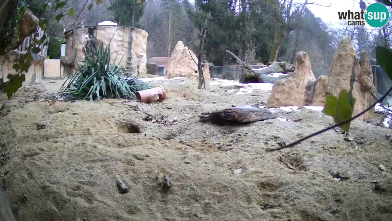 Live cam Zoo Ljubljana – Erdmännchen