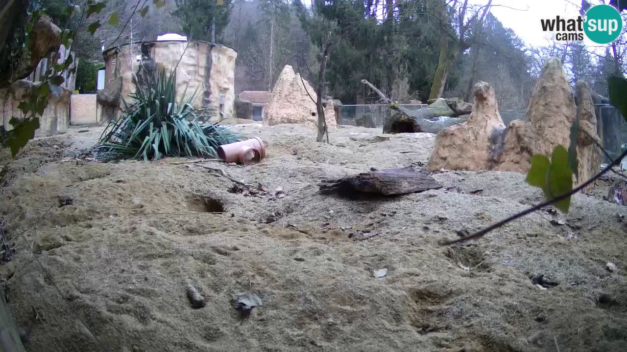 Zoo Ljubljana – Meerkat (Suricata)