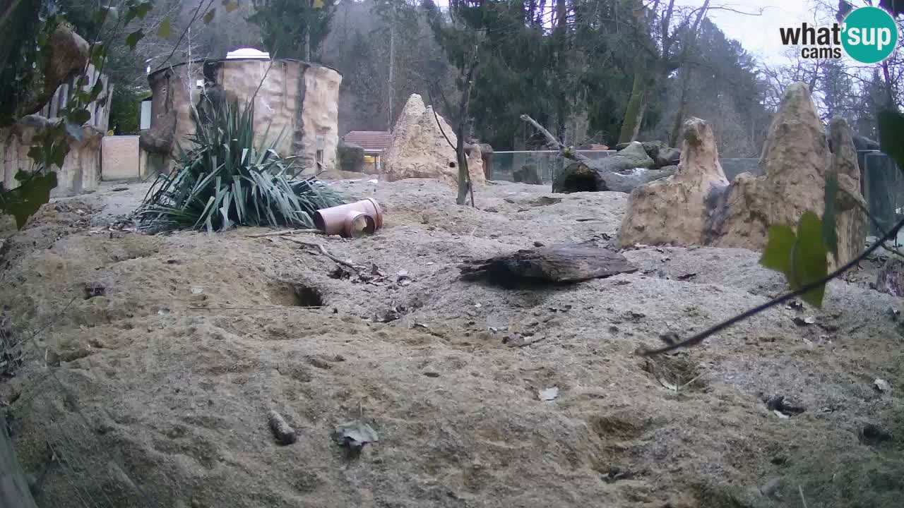 Zoo Ljubljana – Live webcam Meerkat (Suricata)