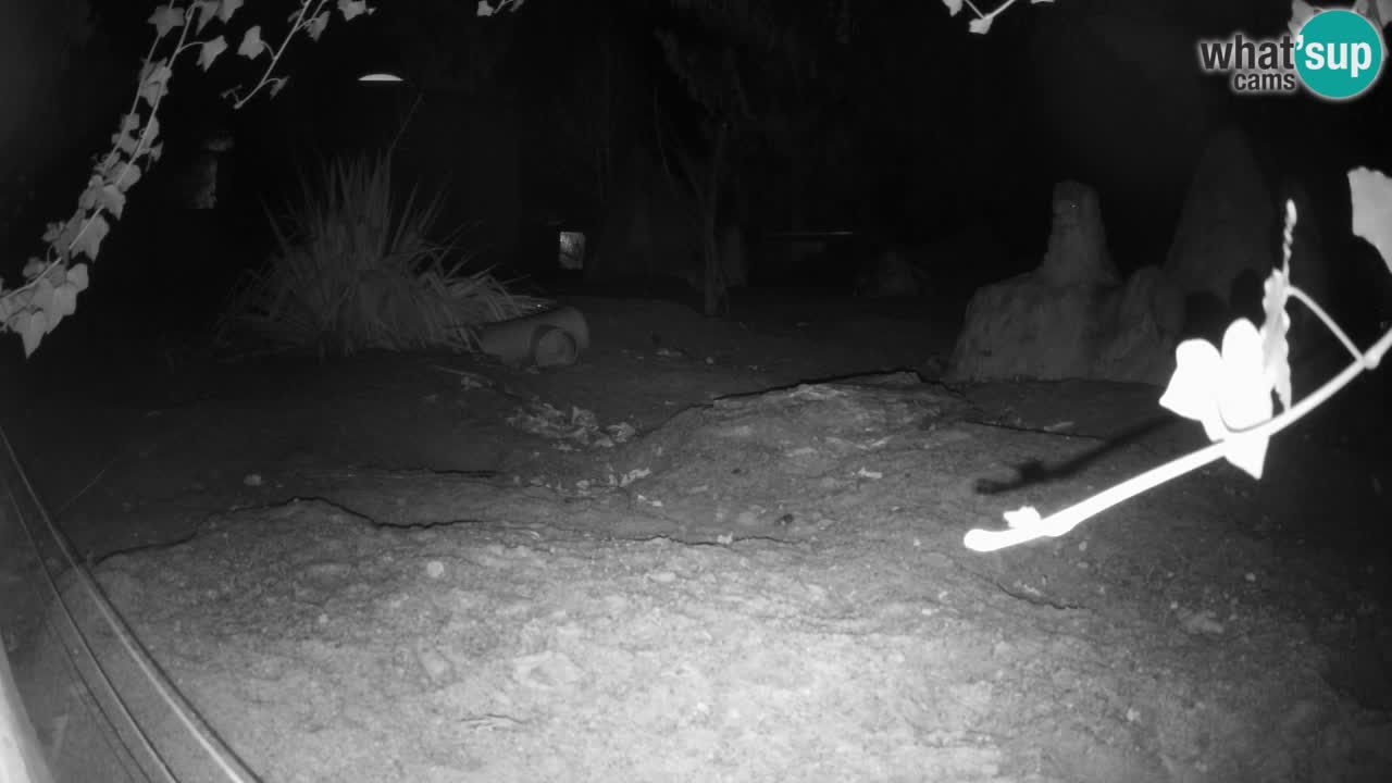 Zoo Ljubljana – Live webcam Meerkat (Suricata)