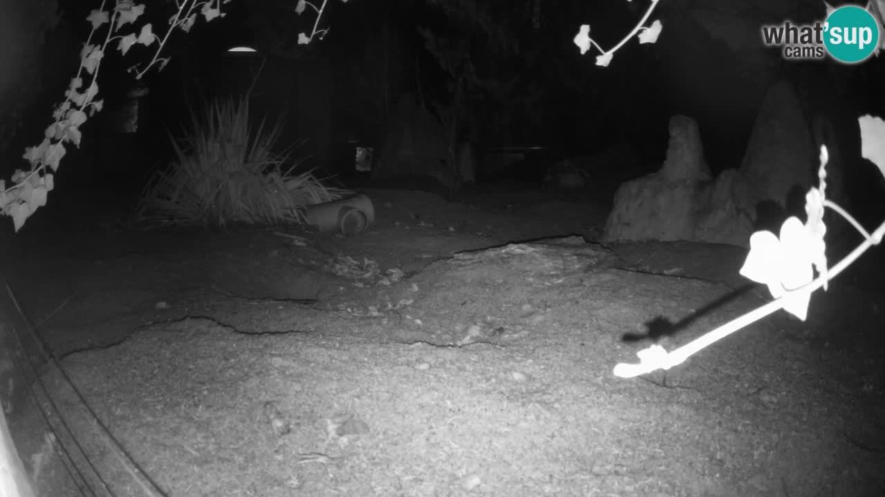 Zoo Ljubljana – Live webcam Meerkat (Suricata)