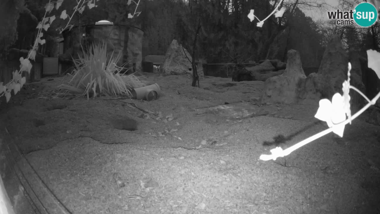 Zoo Ljubljana – Live webcam Meerkat (Suricata)