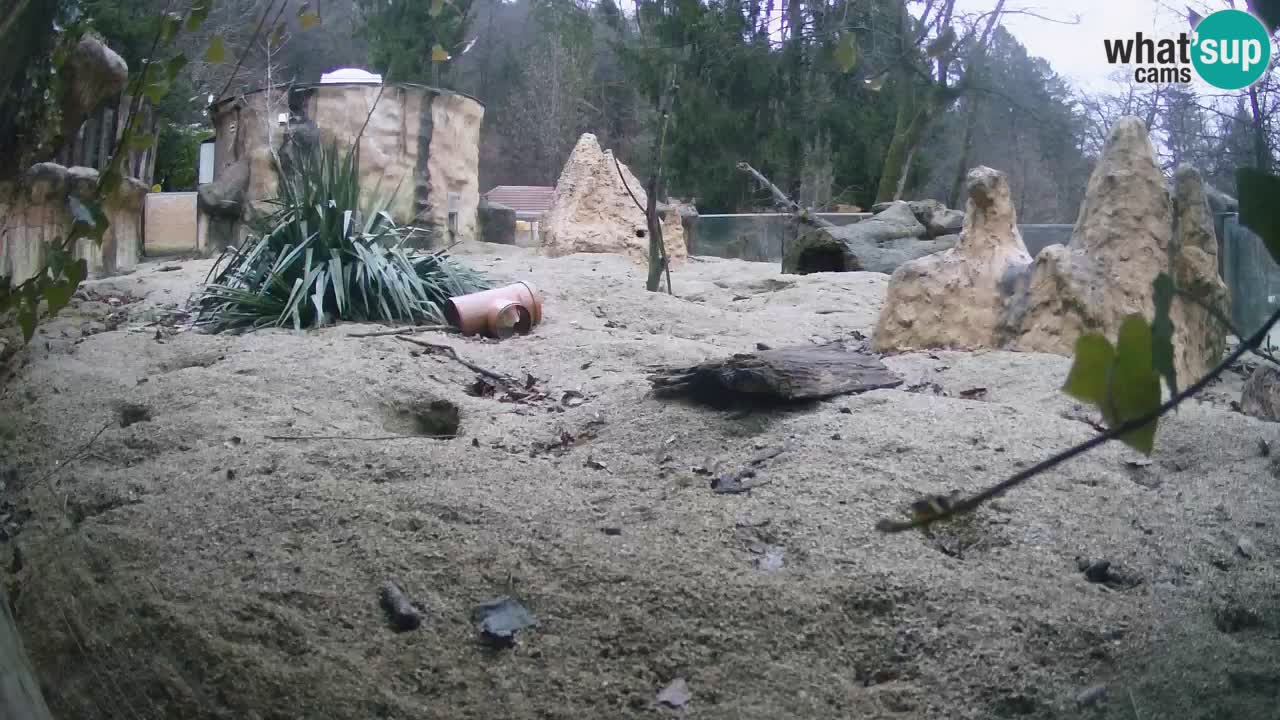 Zoo Ljubljana – Meerkat (Suricata)