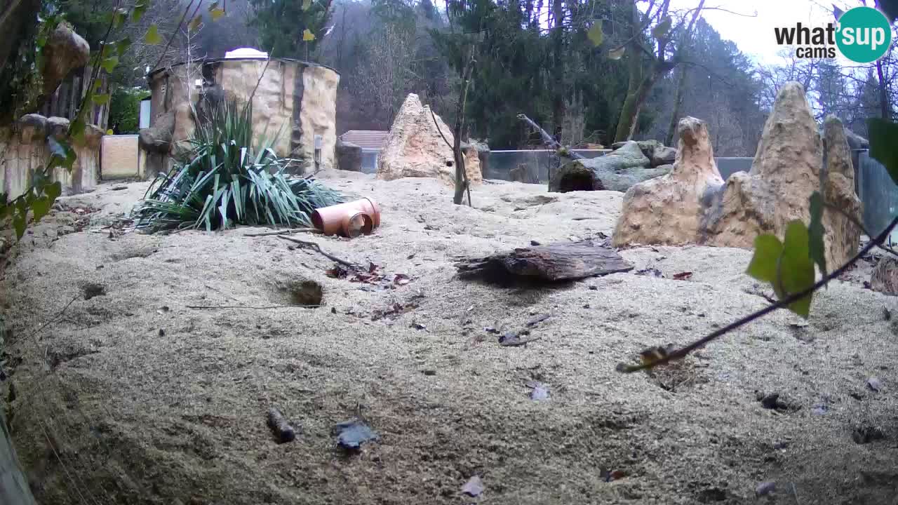 Webcam Zoo Ljubljana – Suricate