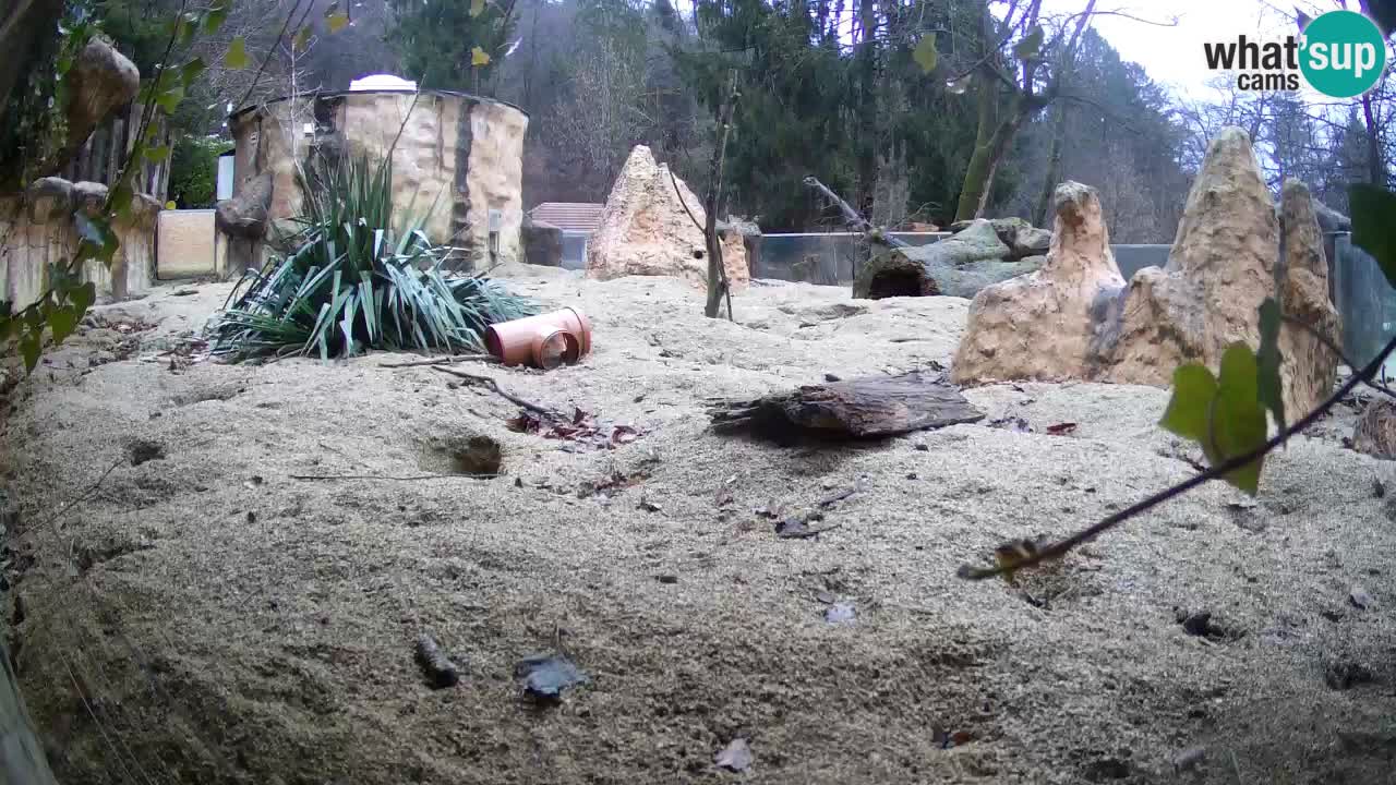 Zoo Ljubljana – Live webcam Meerkat (Suricata)