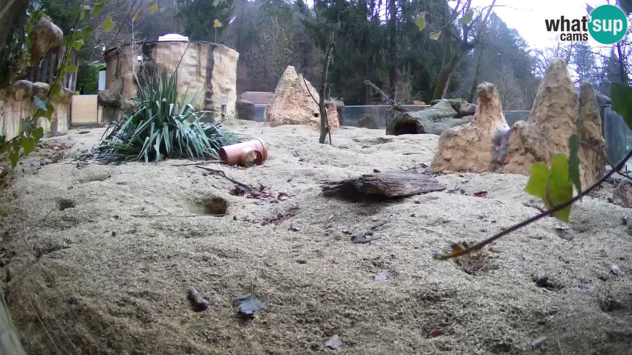 Webcam Zoo Ljubljana – Suricate