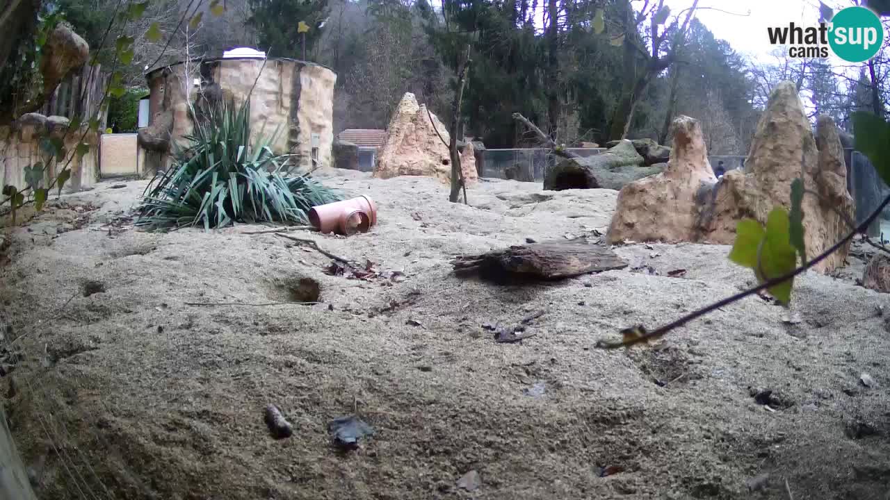 Webcam Zoo Ljubljana – Suricate