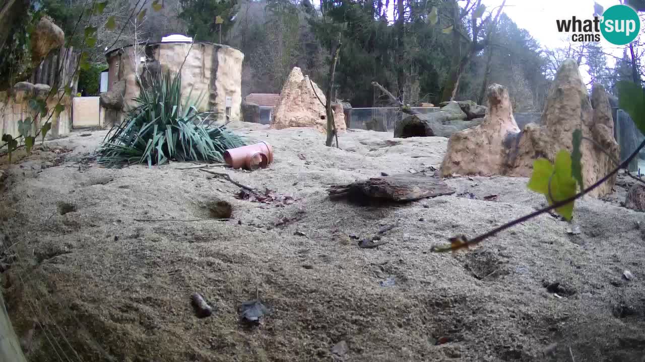 Zoo Ljubljana – Meerkat (Suricata)