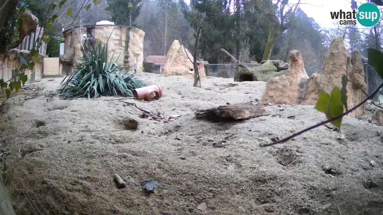 Zoo Ljubljana – Live webcam Meerkat (Suricata)