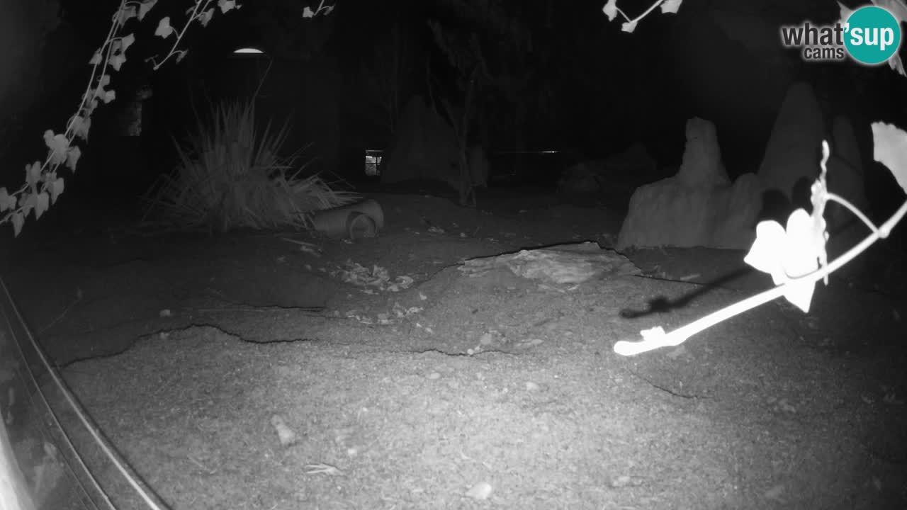 Zoo Ljubljana – Live webcam Meerkat (Suricata)