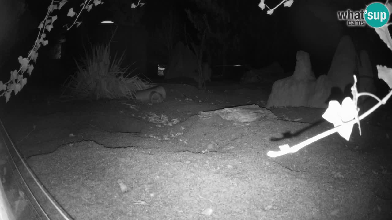 Zoo Ljubljana – Live webcam Meerkat (Suricata)