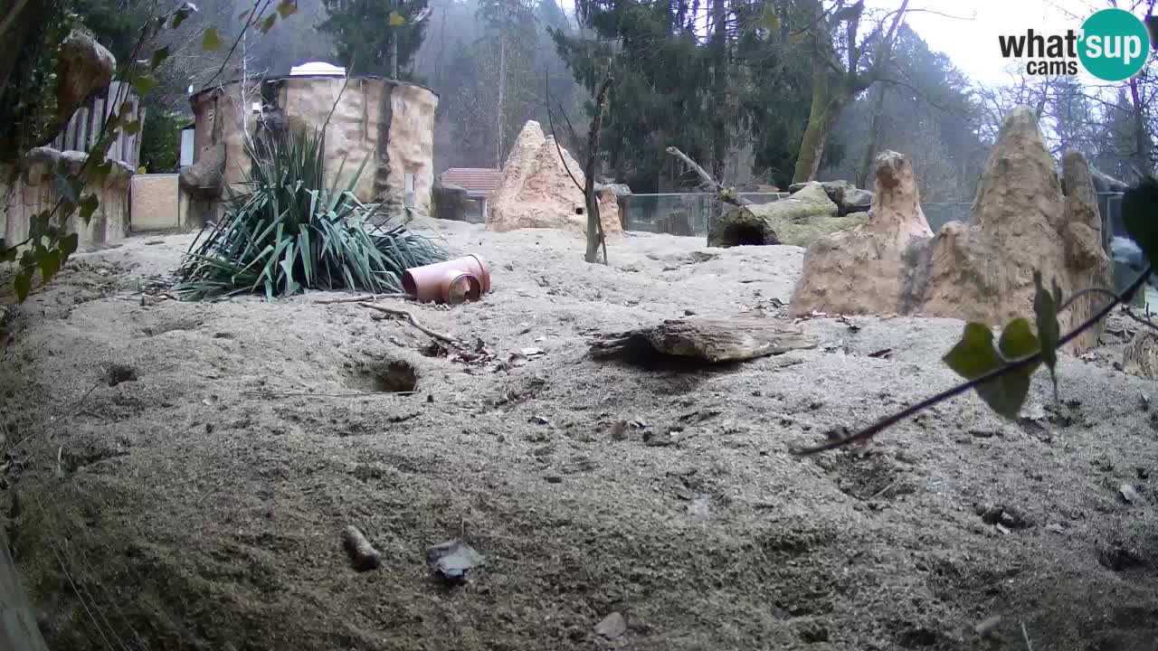 Zoo Ljubljana – Meerkat (Suricata)