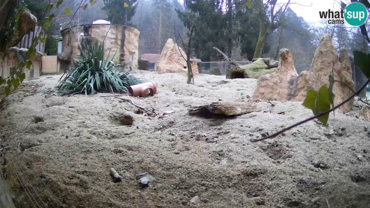 Zoo Ljubljana – Live webcam Meerkat (Suricata)