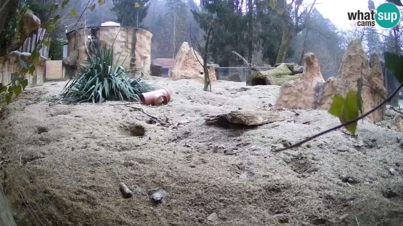 Zoo Ljubljana – Live webcam Meerkat (Suricata)