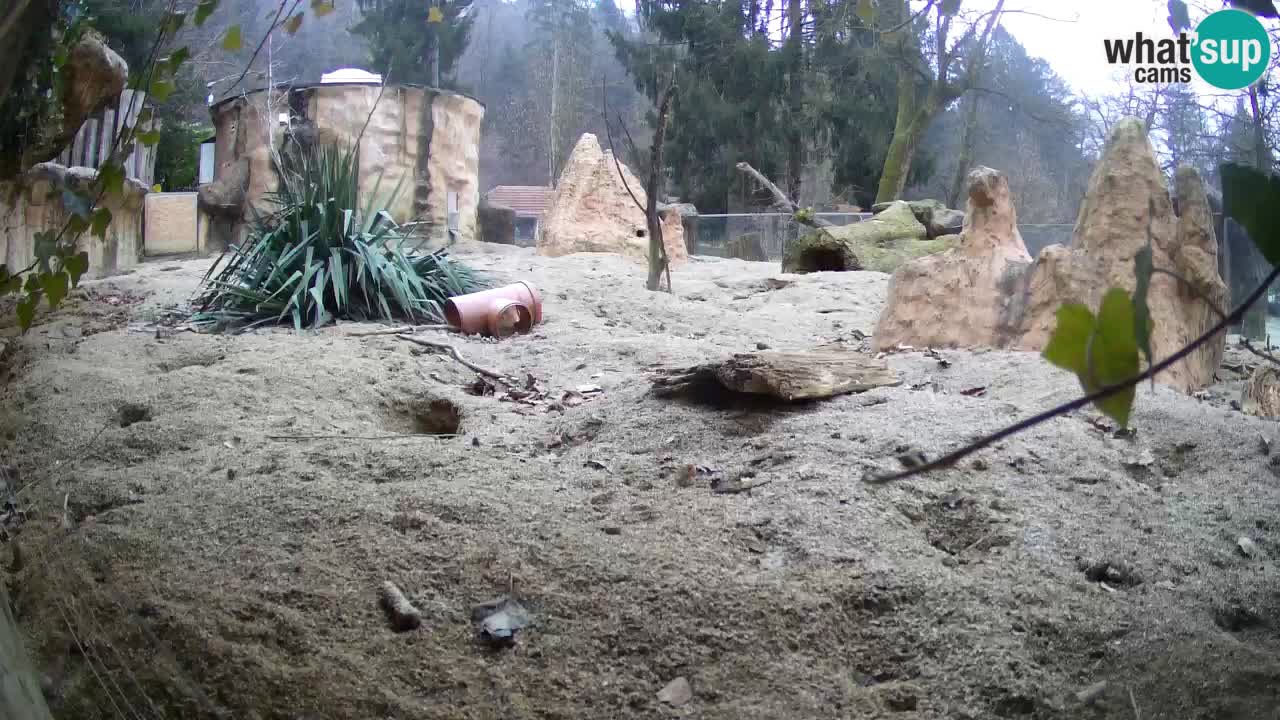 Live cam Zoo Ljubljana – Erdmännchen