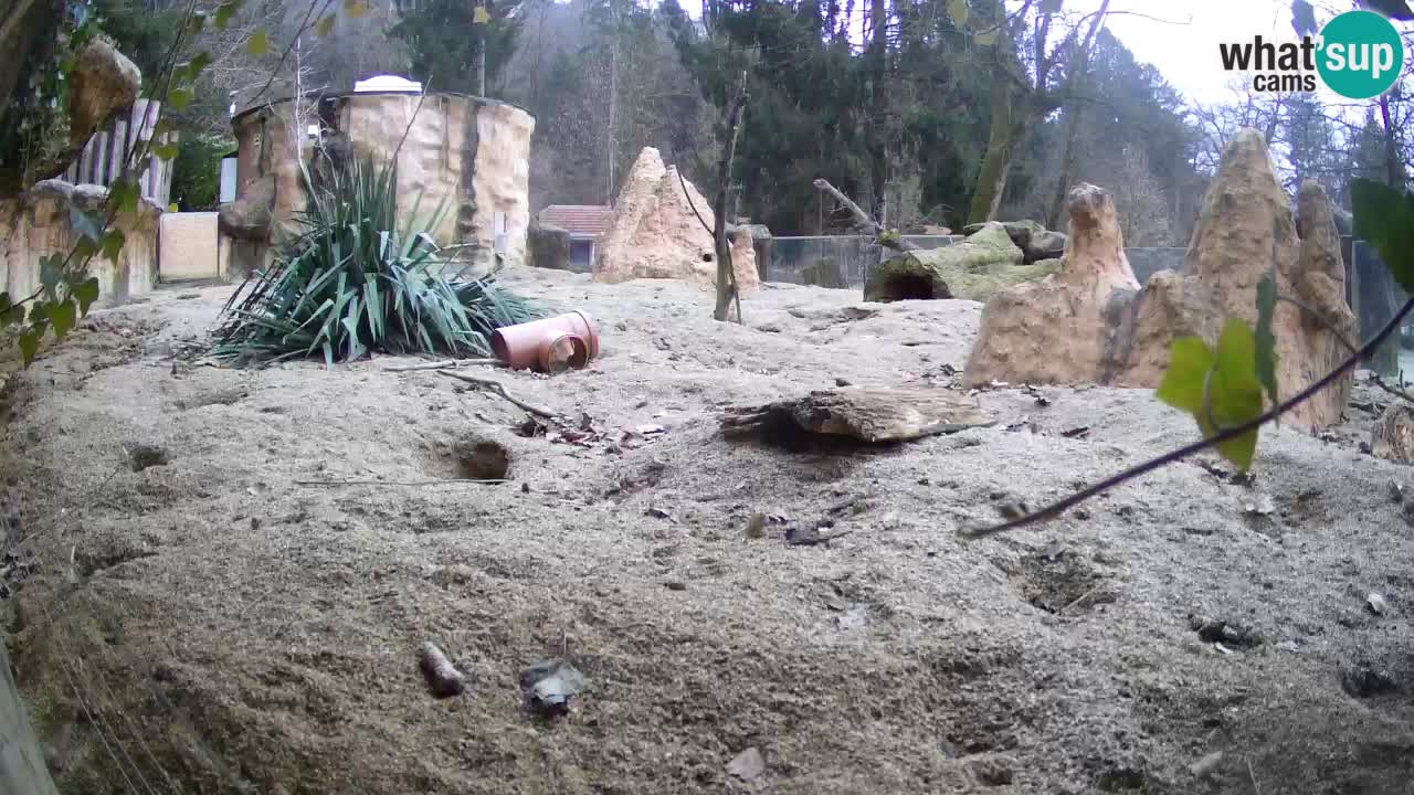 Zoo Ljubljana – Meerkat (Suricata)