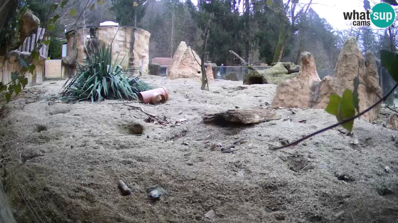 Webcam live Zoo Ljubljana – Suricata