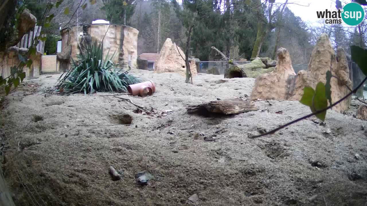 Webcam Zoo Ljubljana – Suricate