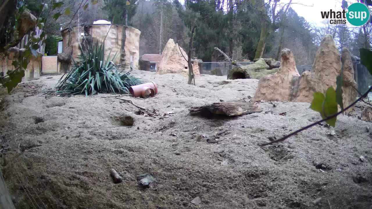 Webcam Zoo Ljubljana – Suricate