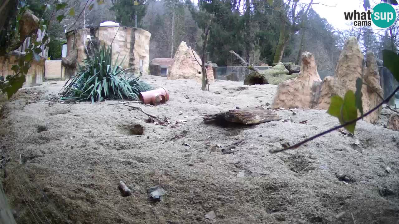 Live cam Zoo Ljubljana – Erdmännchen