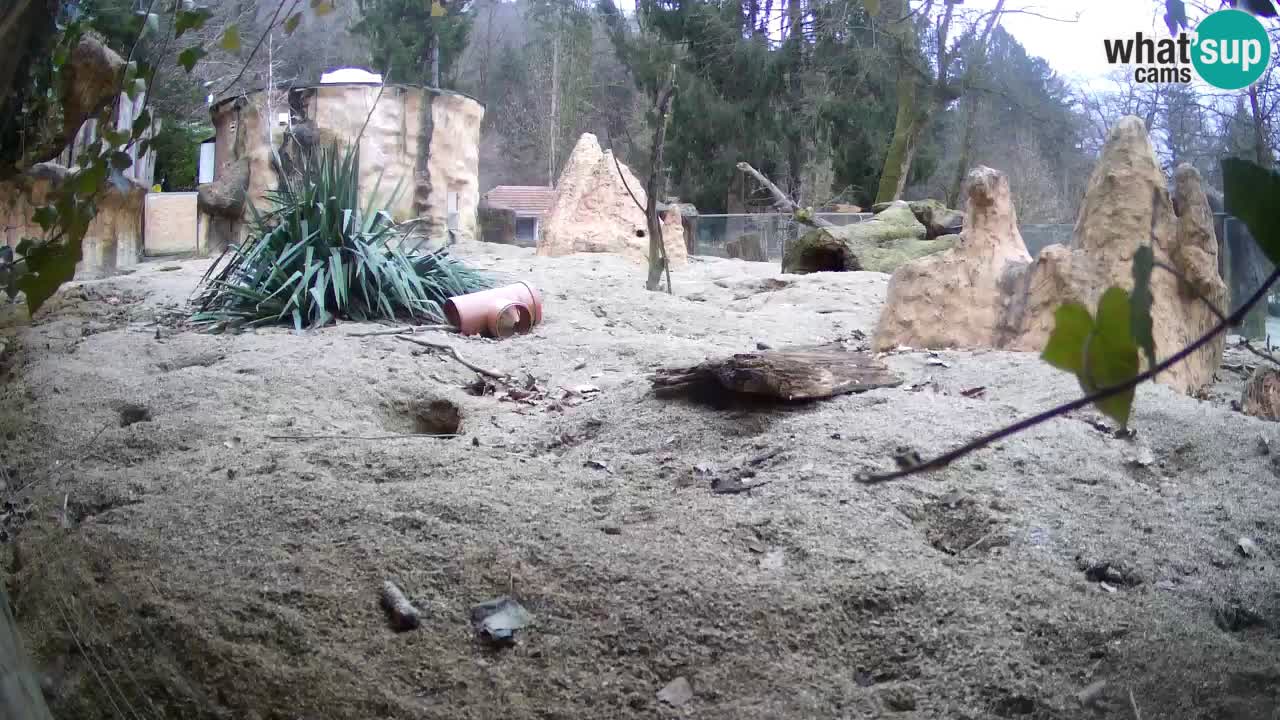 Webcam Zoo Ljubljana – Suricate