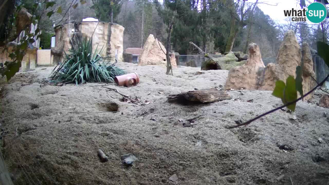 Zoo Ljubljana – Meerkat (Suricata)