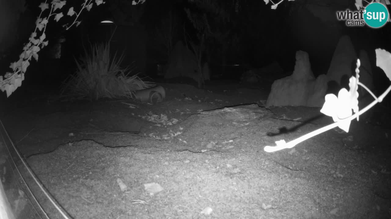 Webcam Zoo Ljubljana – Suricate