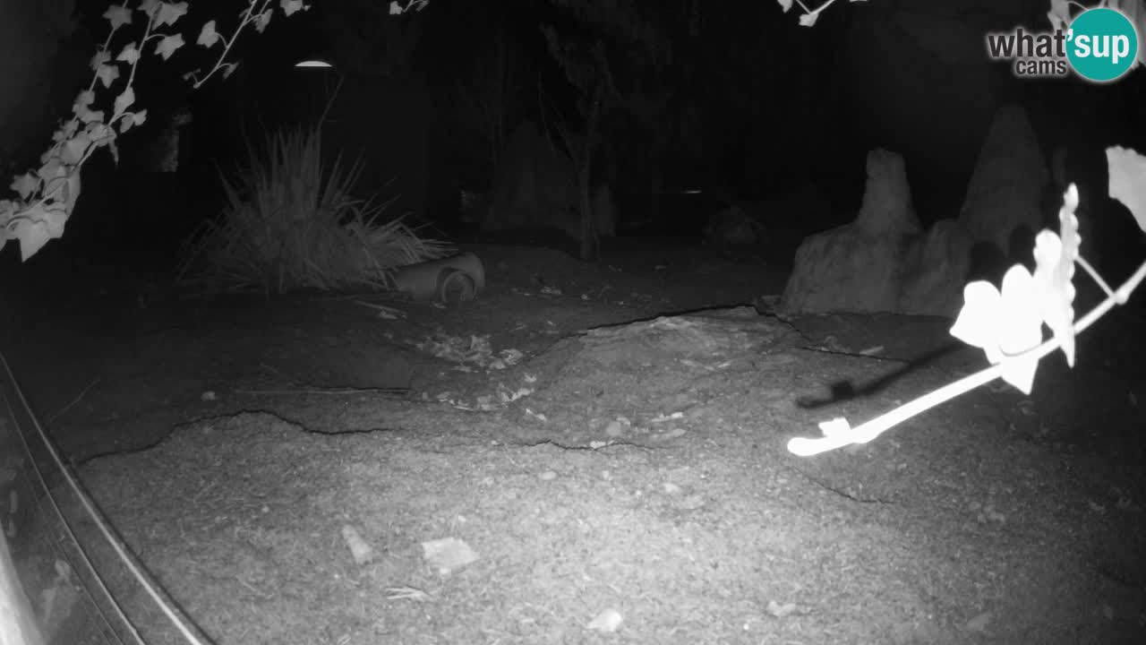 Zoo Ljubljana – Live webcam Meerkat (Suricata)