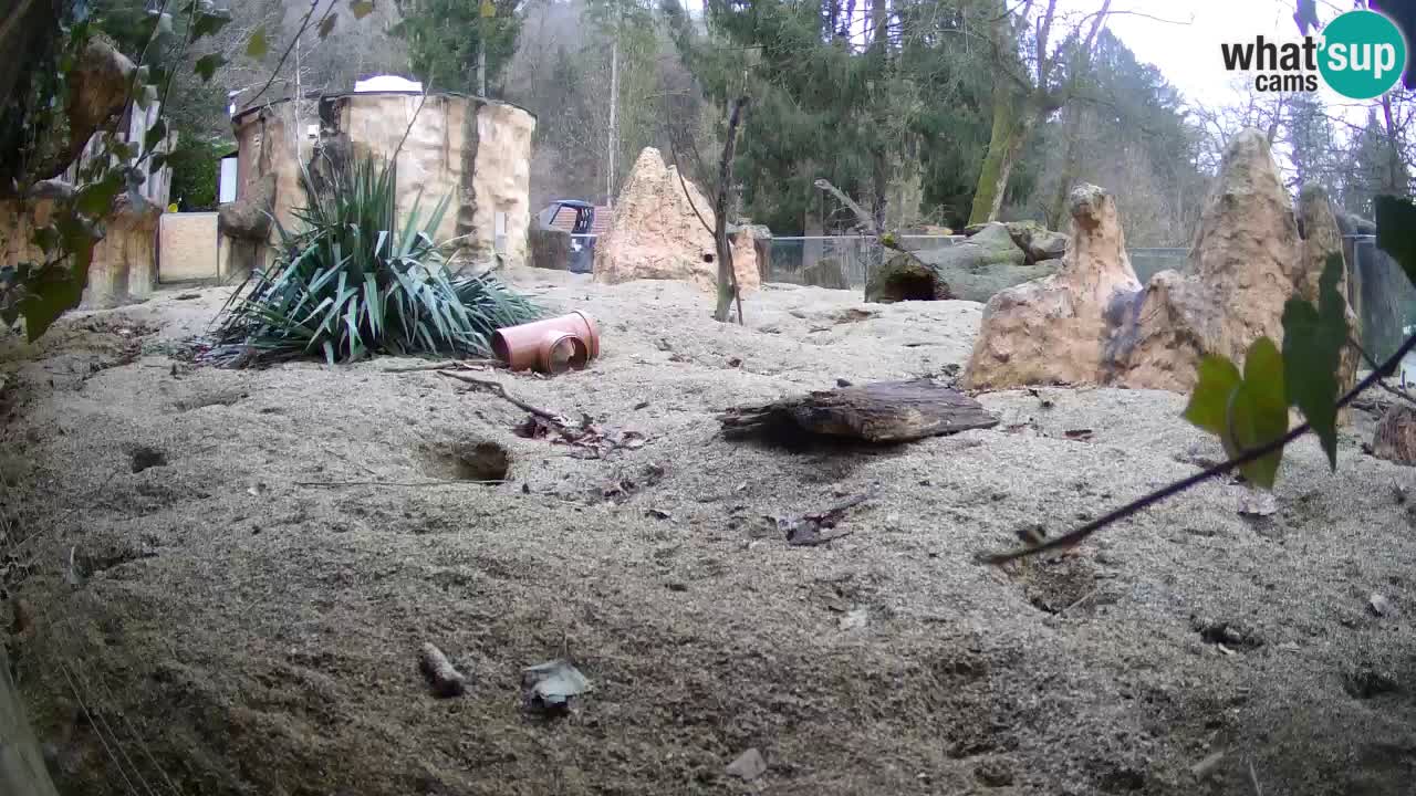 Zoo Ljubljana – Live webcam Meerkat (Suricata)