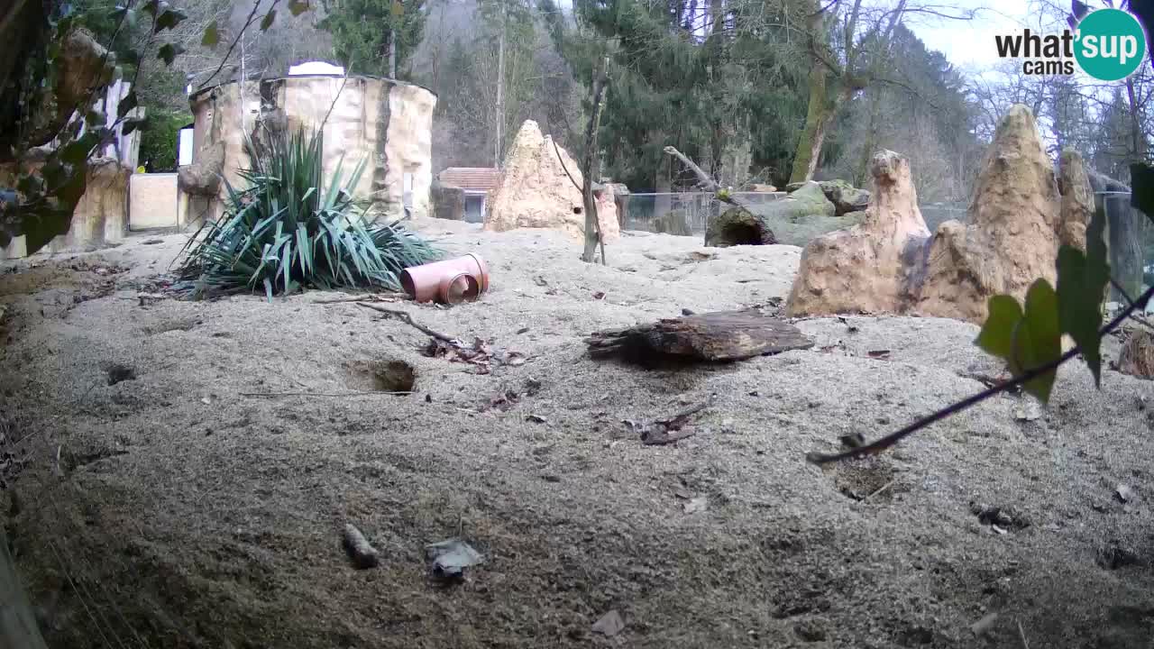 Webcam Zoo Ljubljana – Suricate