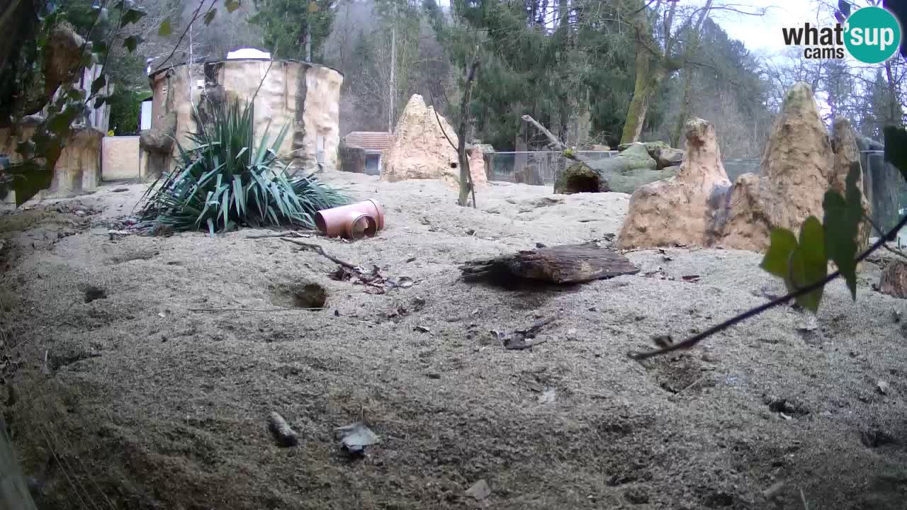 Zoo Ljubljana – Live webcam Meerkat (Suricata)