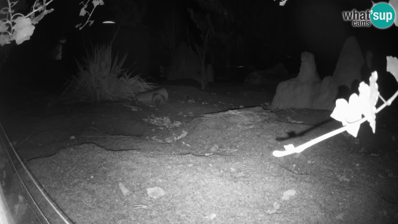 Zoo Ljubljana – Live webcam Meerkat (Suricata)