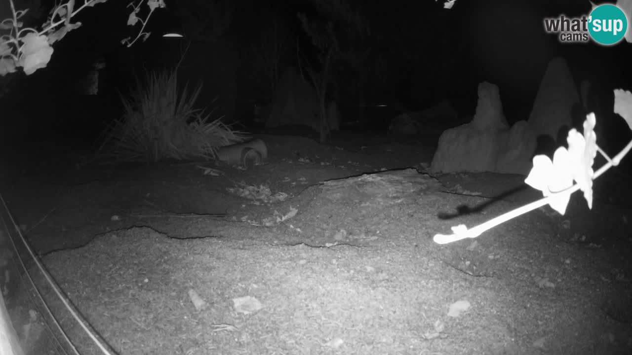 Zoo Ljubljana – Live webcam Meerkat (Suricata)