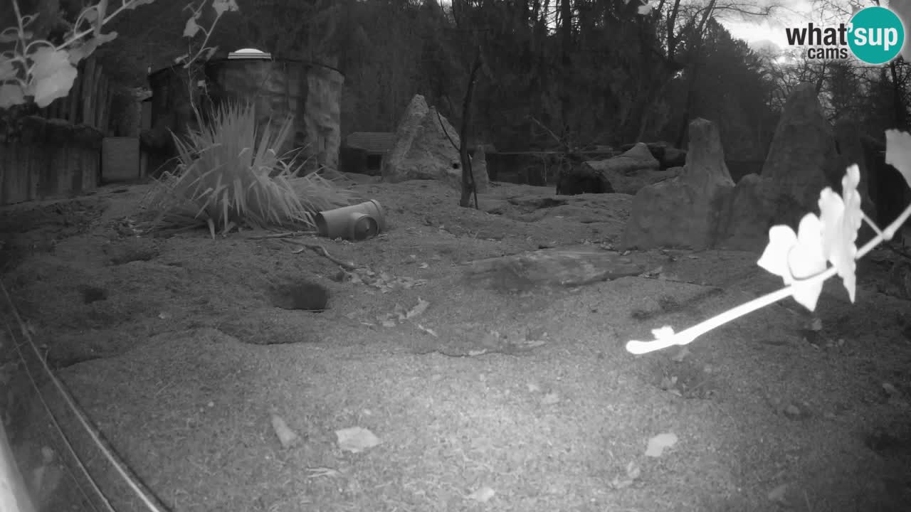 Webcam Zoo Ljubljana – Suricate