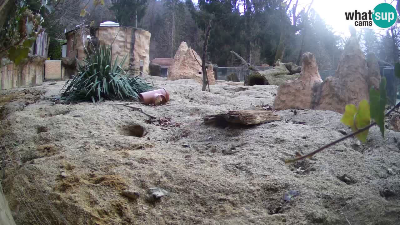 Live cam Zoo Ljubljana – Erdmännchen