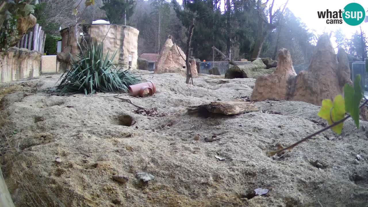 Webcam live Zoo Ljubljana – Suricata