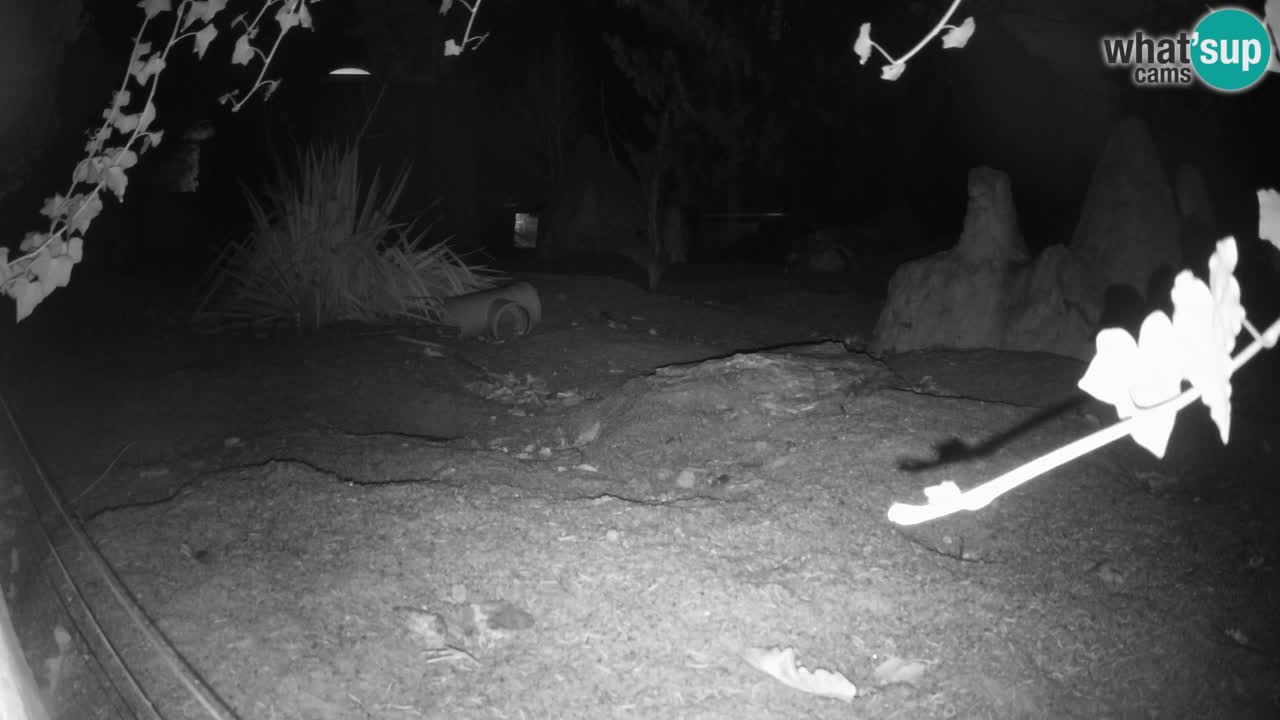 Zoo Ljubljana – Live webcam Meerkat (Suricata)