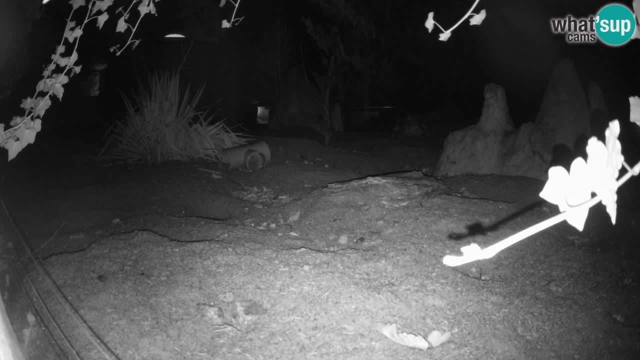 Zoo Ljubljana – Live webcam Meerkat (Suricata)