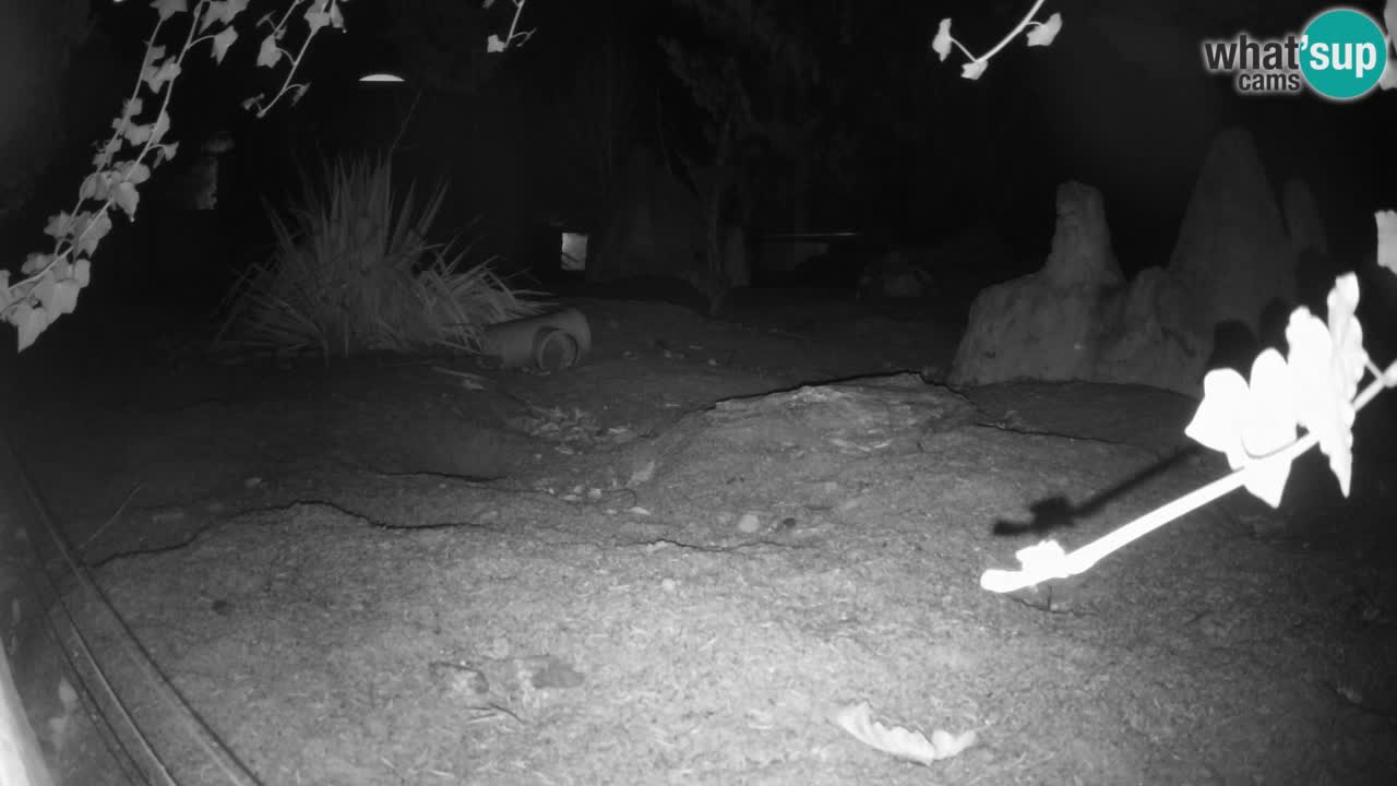 Zoo Ljubljana – Live webcam Meerkat (Suricata)