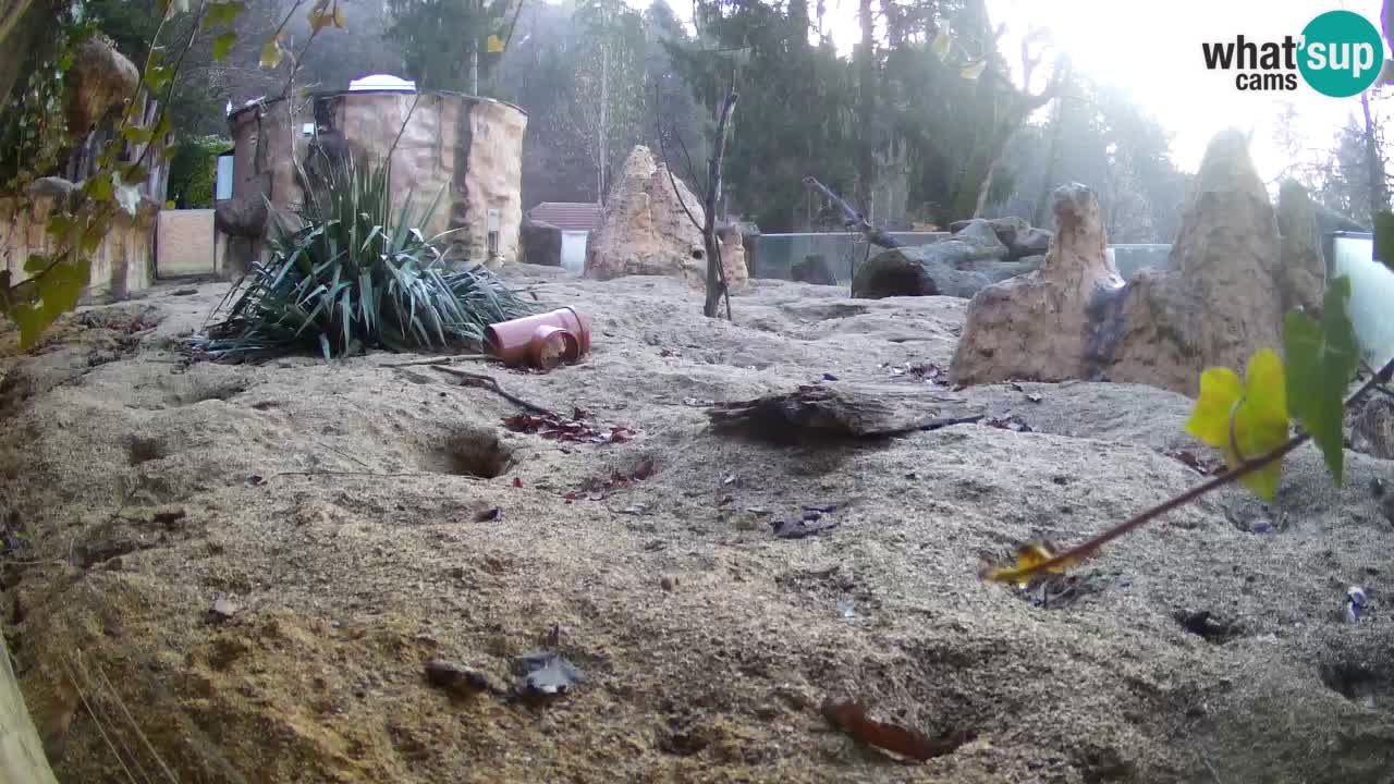 Webcam live Zoo Ljubljana – Suricata