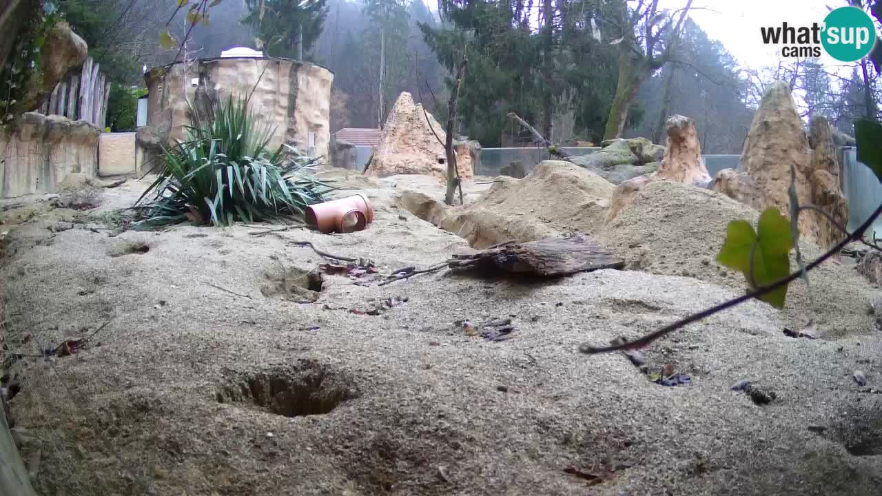 Zoo Ljubljana – Live webcam Meerkat (Suricata)