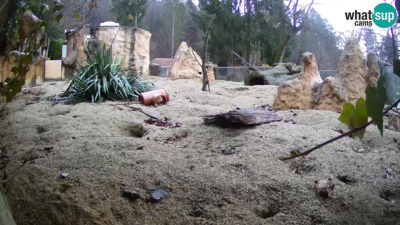 Zoo Ljubljana – Meerkat (Suricata)