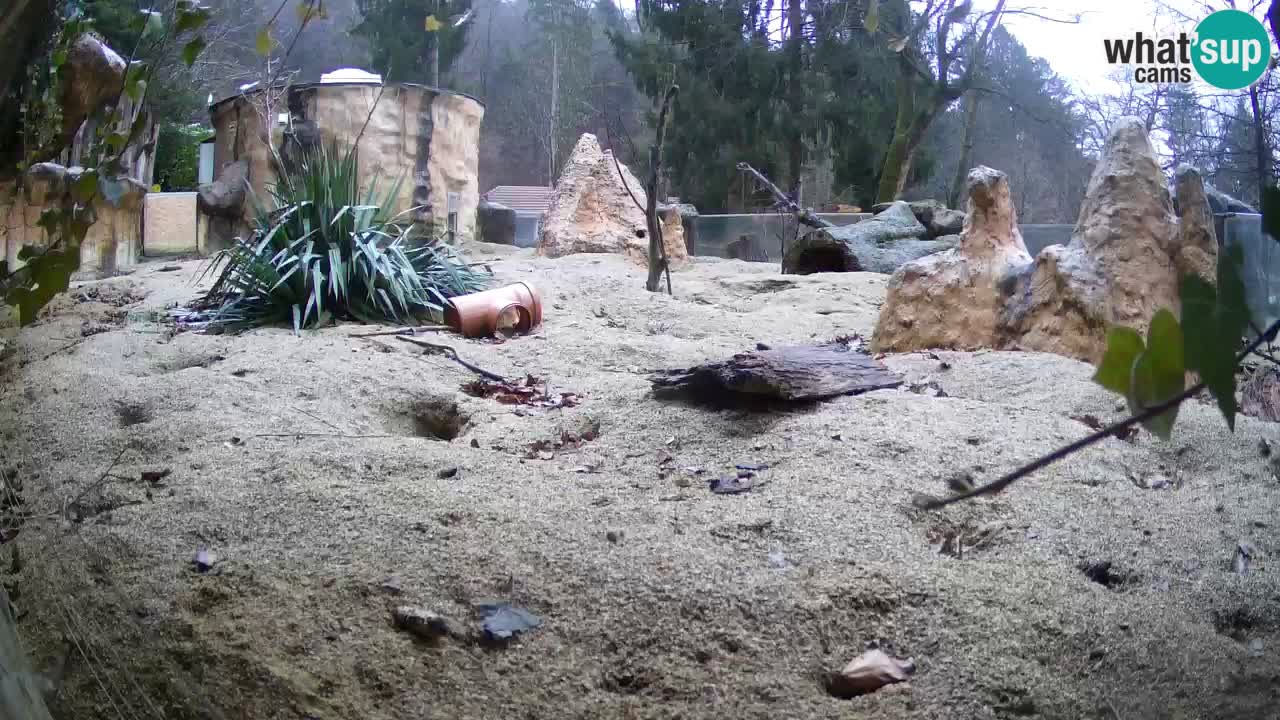 Webcam live Zoo Ljubljana – Suricata