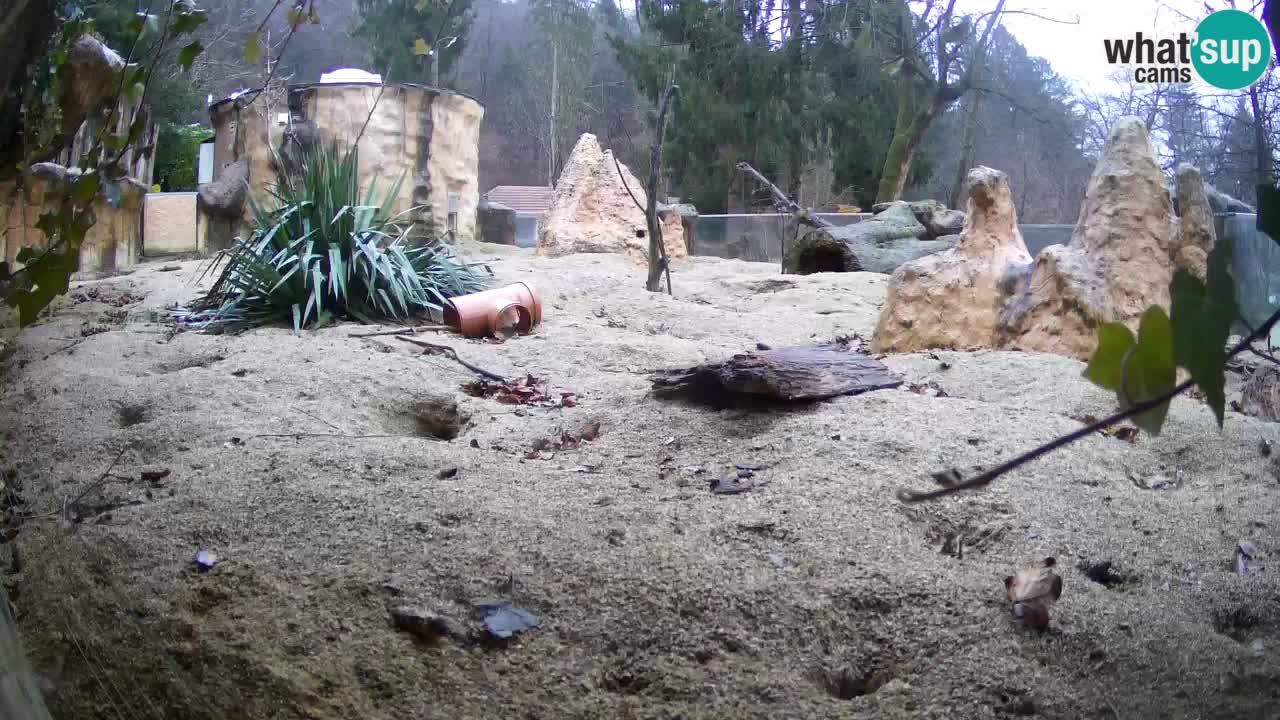 Zoo Ljubljana – Meerkat (Suricata)