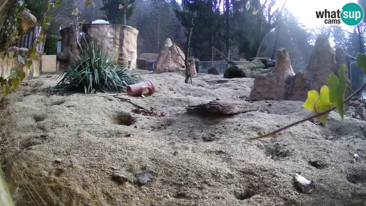 Zoo Ljubljana – Live webcam Meerkat (Suricata)