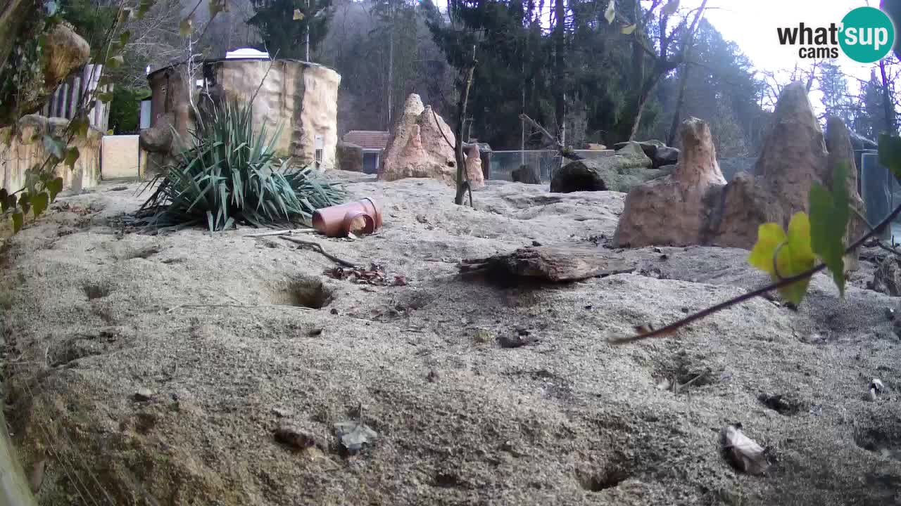 Webcam live Zoo Ljubljana – Suricata